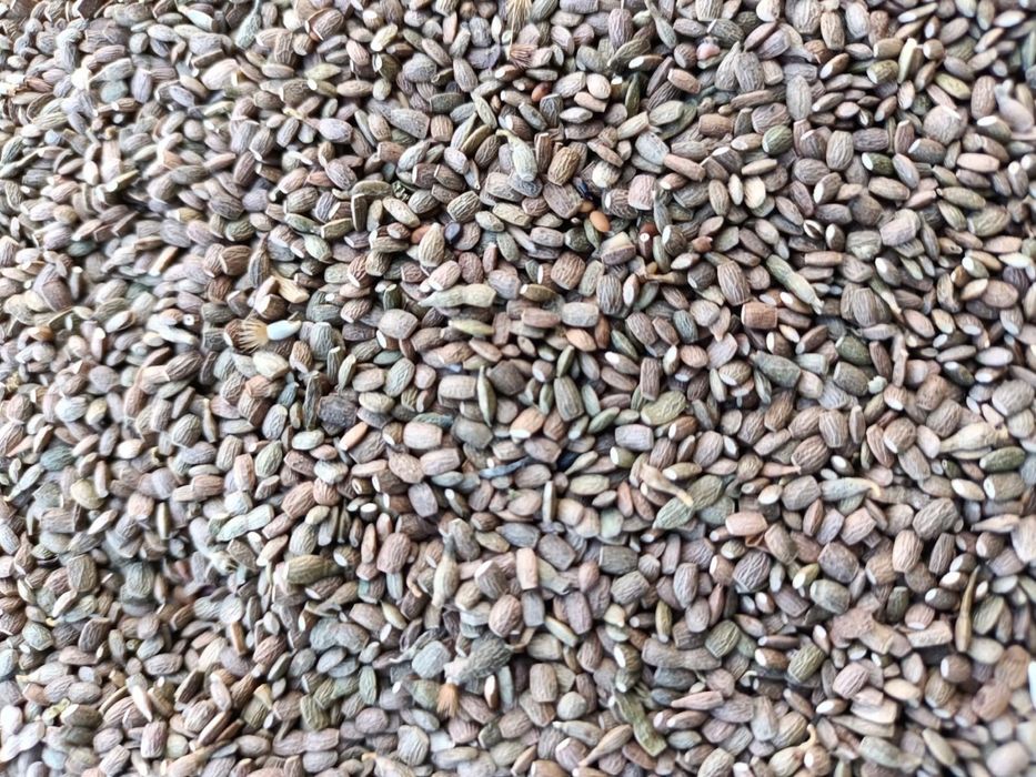 Seradela sucha czysta