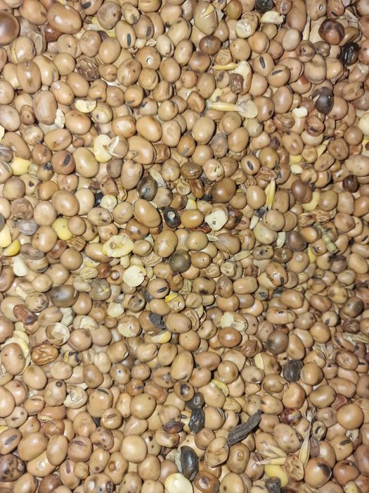 Bobik zbiór 2025 czyszczony nie zasuszany