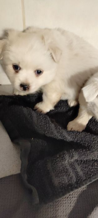 Chihuahua długo włosa snia