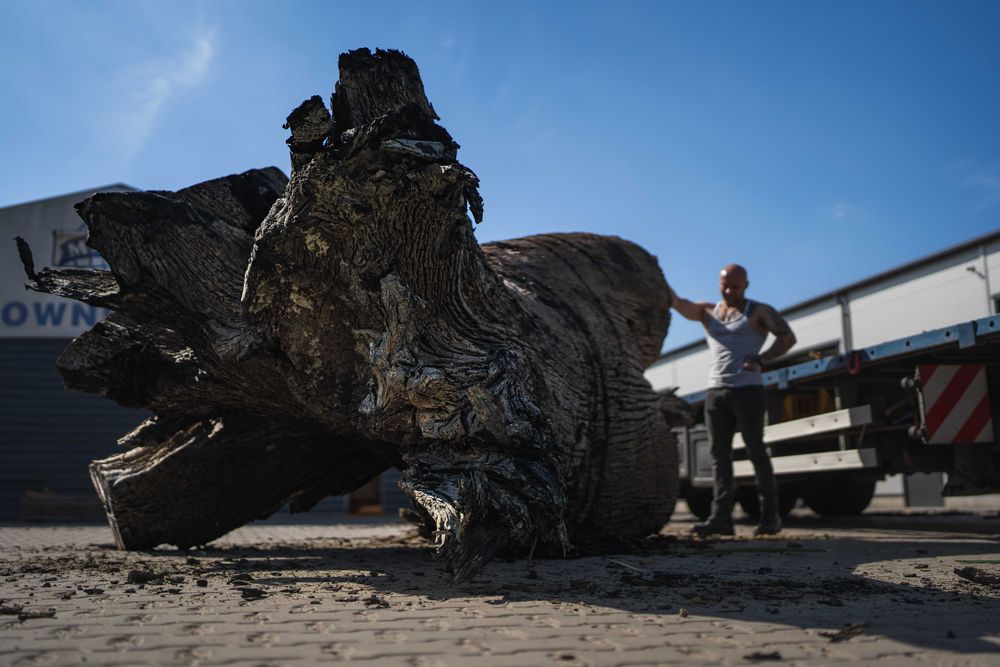 Czarny Dąb Deski Monolity Tarcica Drewno Blaty