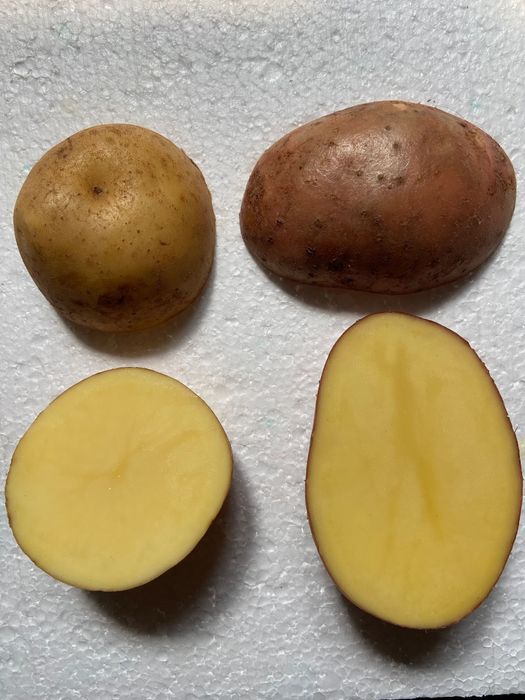 Ziemniaki jadalne i sadzeniaki wineta, bellarosa i red sonia