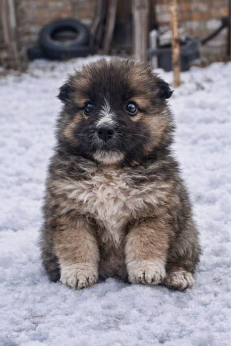 Пушистие щенки мальчики и девочки в хорошие руки