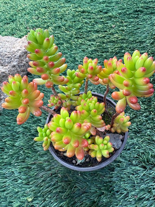 Suculentas  Sedum Rubrotinctum (Jelly Bean) e Sedum rubrotinctum Aurora Variegata preço 1€