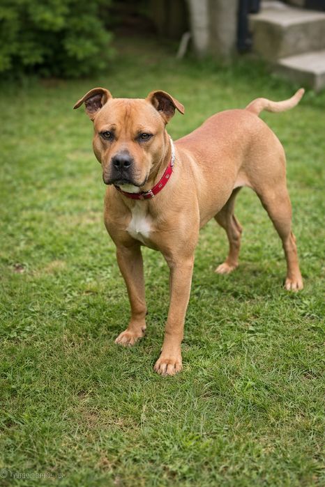 Amstaff  American staffordshire terier Amstaff suka pies