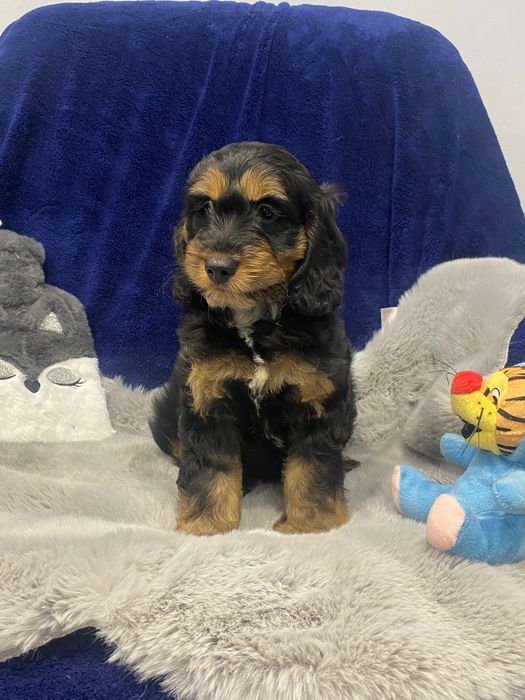 Sprzedam pięknego cockapoo