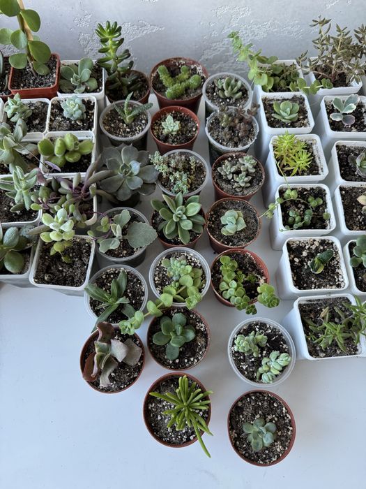 Продам сукуленти