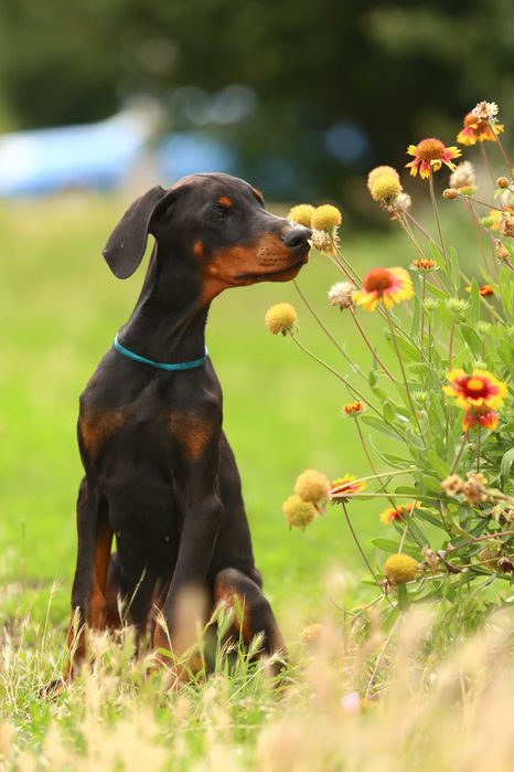 Цуценята Добермана