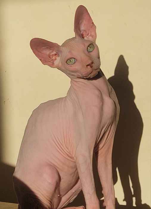 Sphynx macho lindo