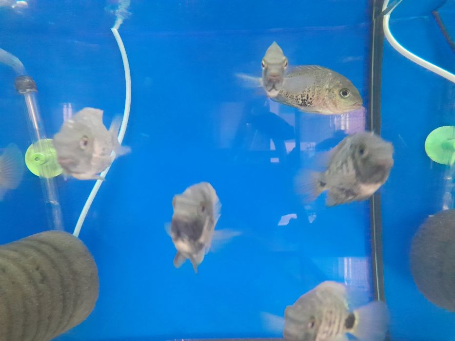 Pielegnica  oscura hetrospila  5-6 cm