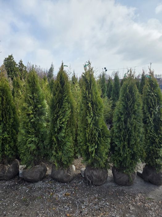 Туя смарагд, гурт роздріб