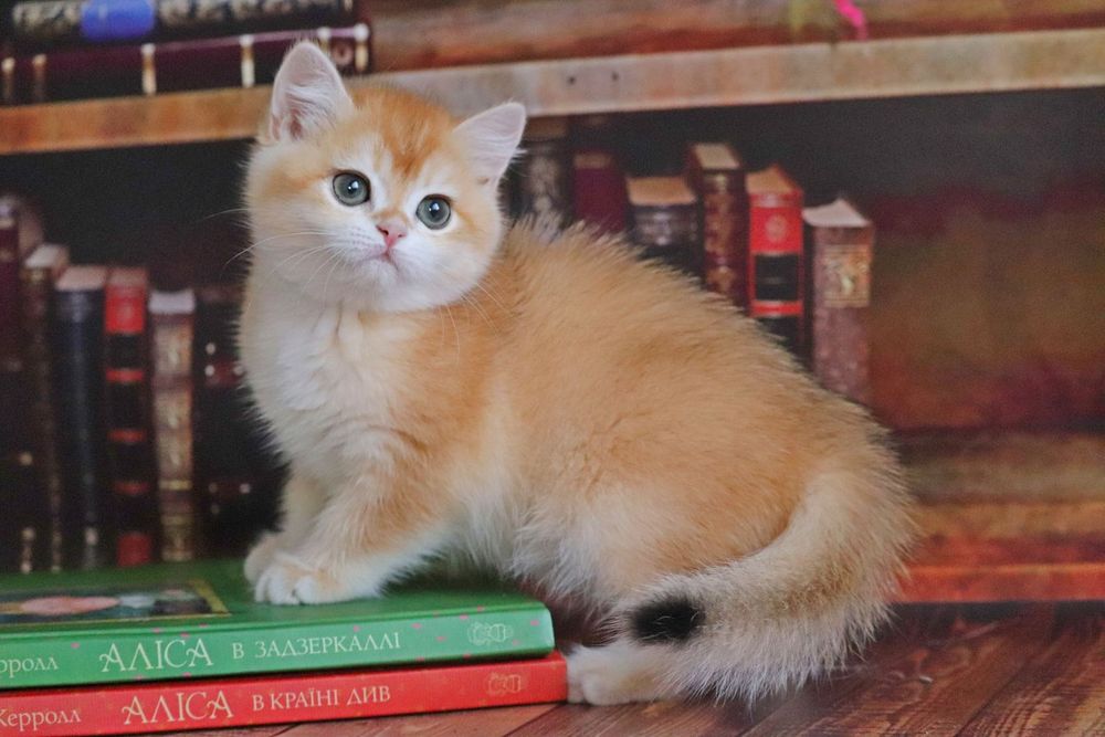 Британская шиншилла в золоте