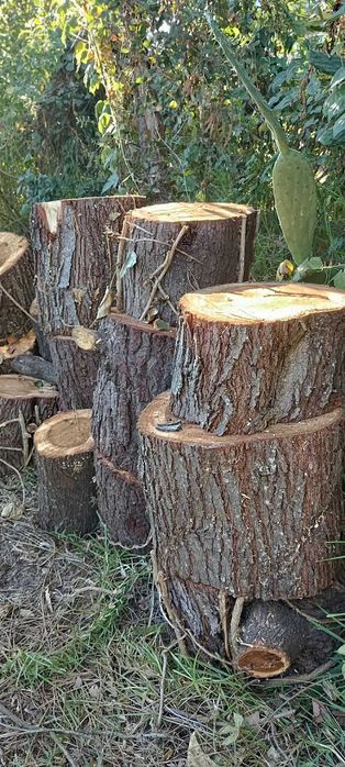 Selling Various Eucalyptus Tree Trunks428055224481239047