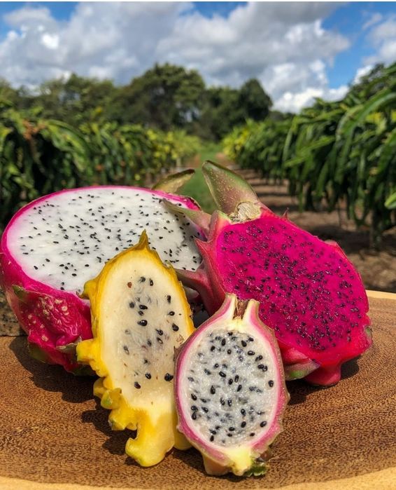Pitaya planta disponível