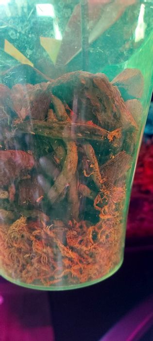 Орхидея фаленопсис сортовая