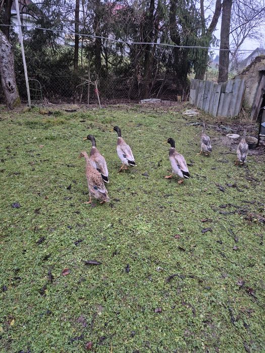 Kaczory biegusy indyjskie