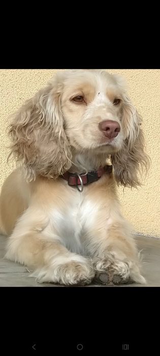 Англійський(gold)кокер  спаніель