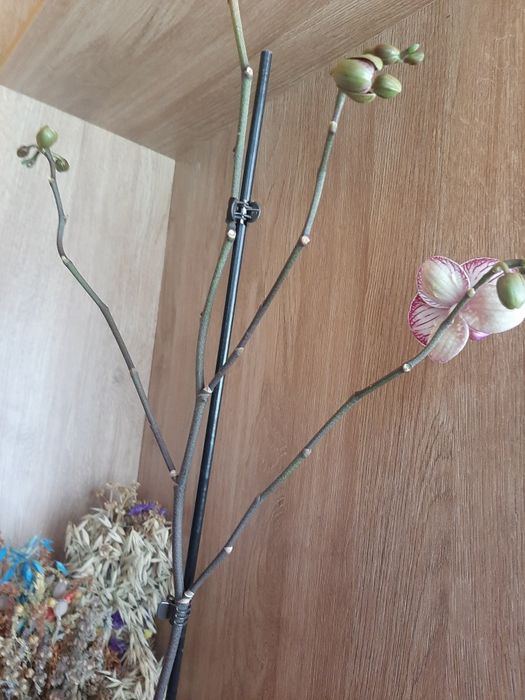 ОрхідеяІ    орхідея