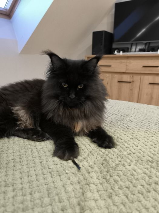 Kotka Maine coon czarny solid