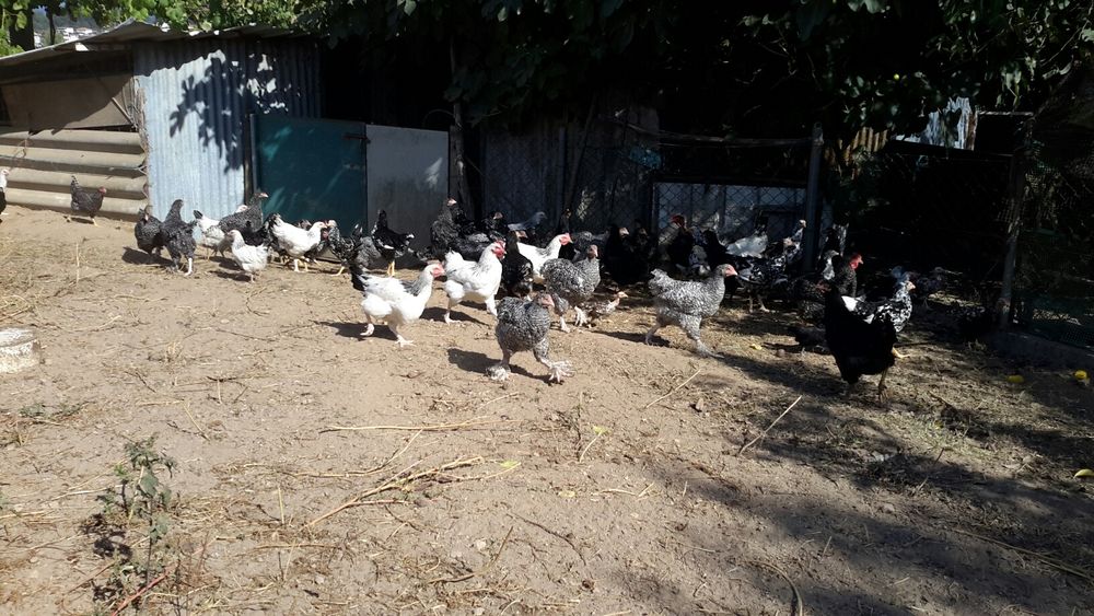 Frangos/Frangas & Galos/Galinhas