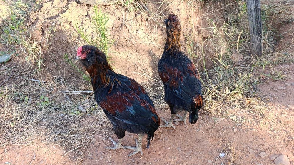Galo araucano jovem (linha alemã)