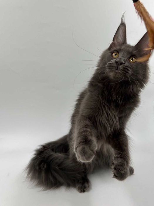 Продам мейн кун  девочка