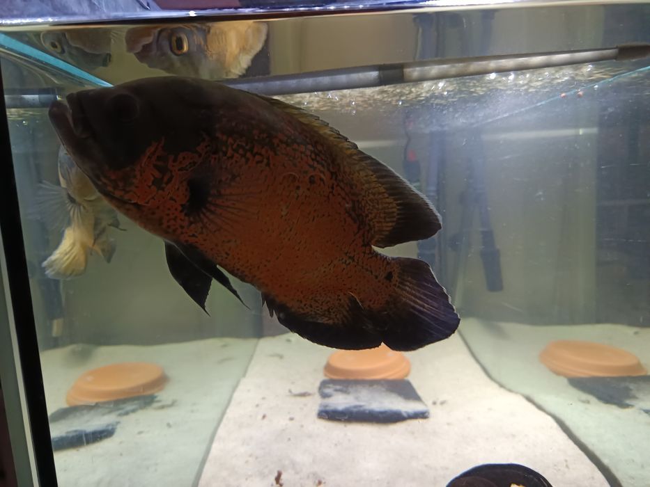 Casal Oscares 29/30cm (troca)