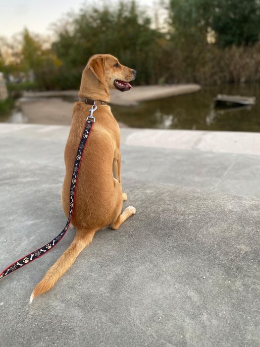 Cadela para adoção