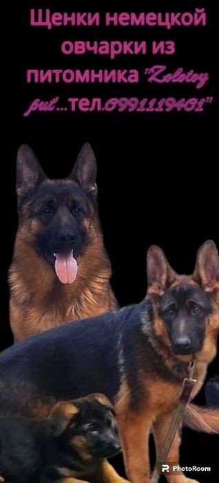 Нем овчарки.щенки.