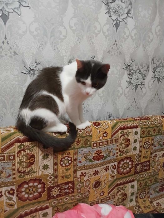 Термінове прилаштування