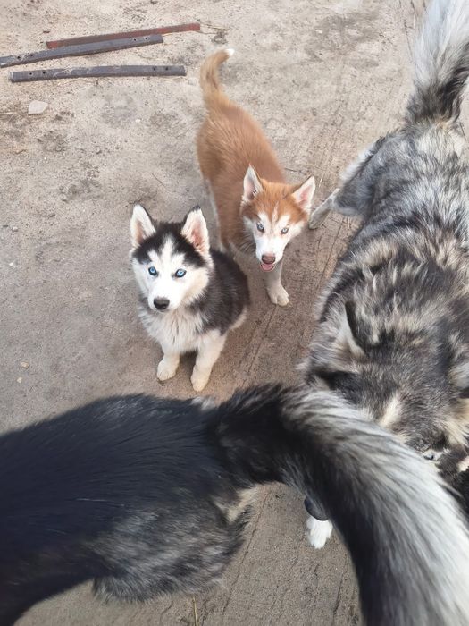 Szczeniak  Husky na sprzedaż