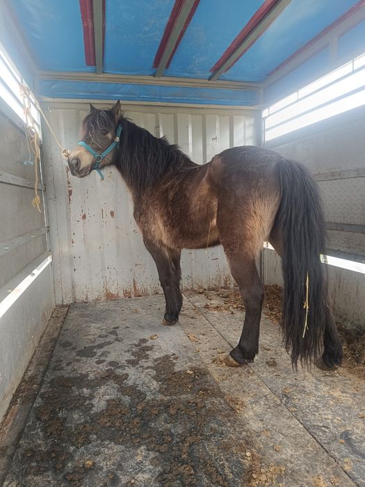 Para venda pônei muito linda