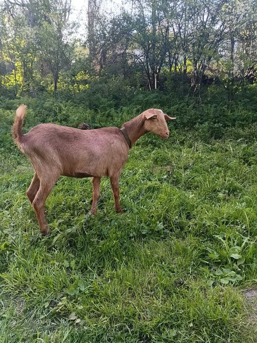 Козочки. Козлик.