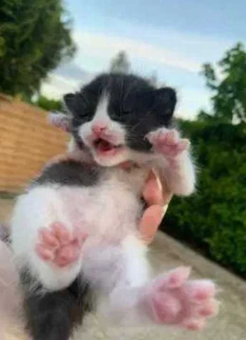 gato macho 2 meses bebé
