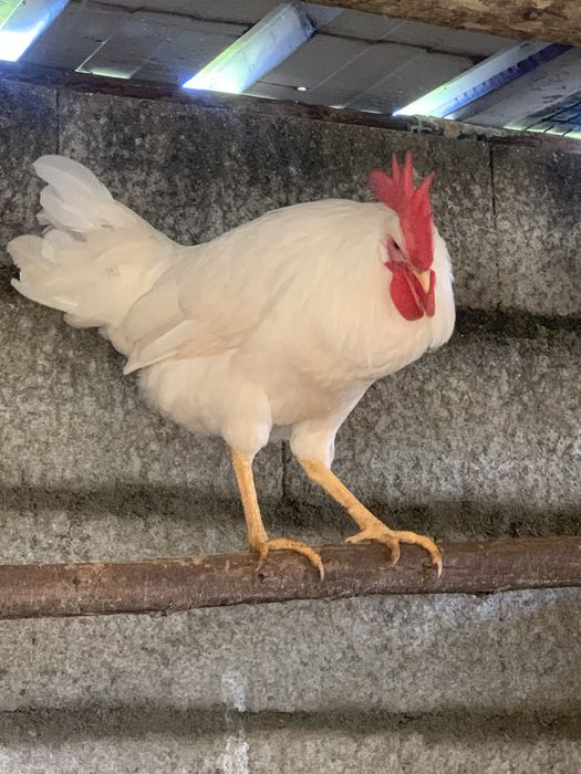 Galo Leghorn branco