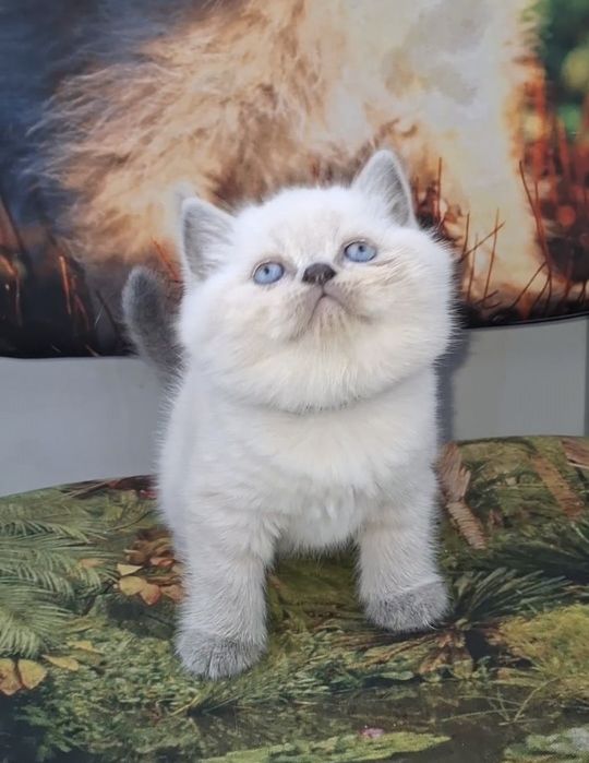 Шотландська висловуха