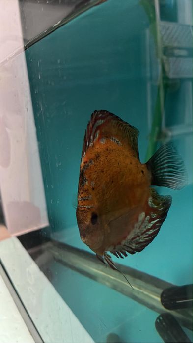 Discus Adultos