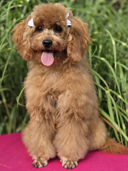 Cavapoo z certyfikatem i paszportem suczka