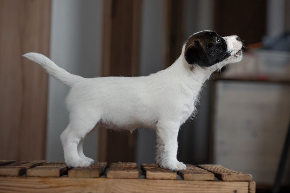 Jack Russell Terrier - piękna czarno biała suczka ZKwP FCI