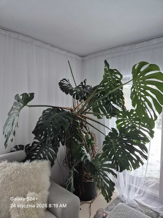 Monstera roślina mega duża
