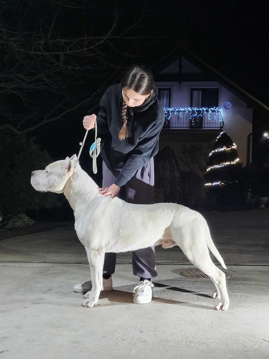 Szczeniaki Dog Argentyński ZkwP (FCI)
