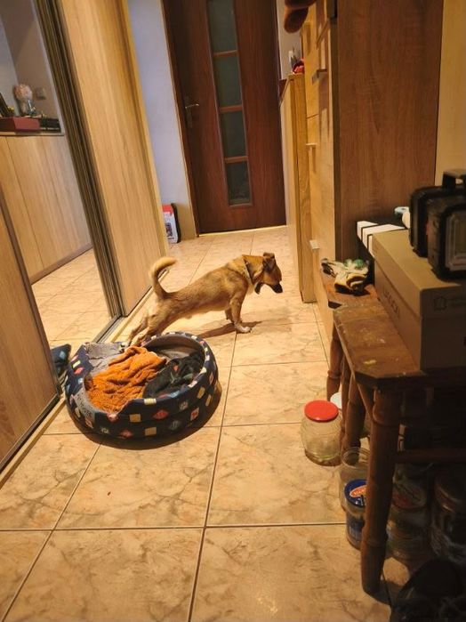 Samiec do adopcji za darmo