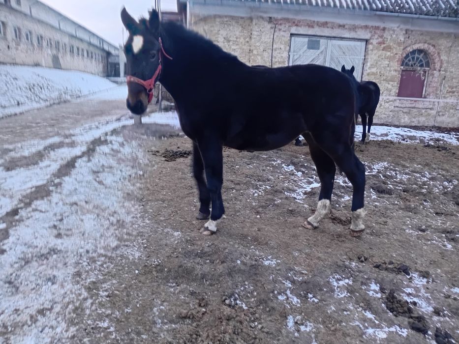 Klaczka z marca 2024 roku.