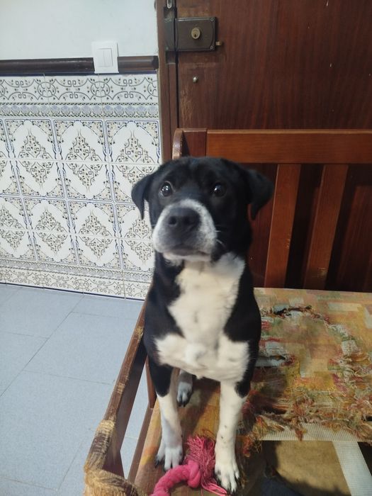Cães para doação