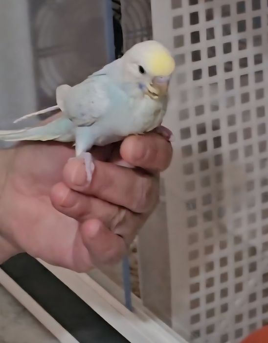 Piriquito domesticado