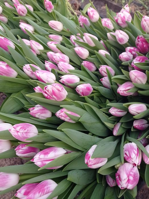 Тюльпани на 8 березня 14 лютого