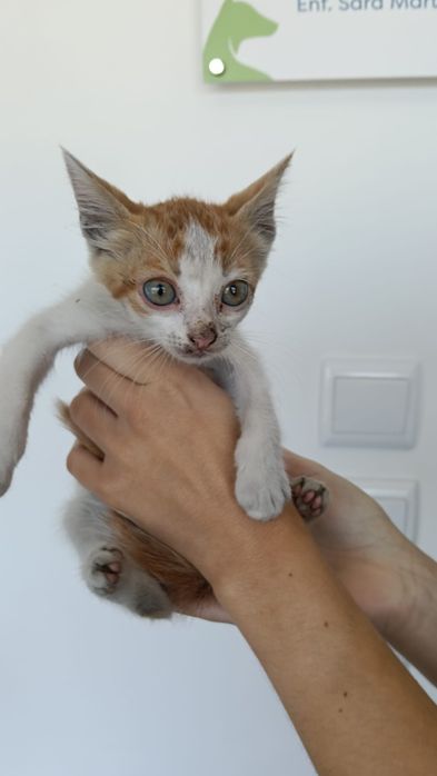 Croquete- gatinho bebé para adoção