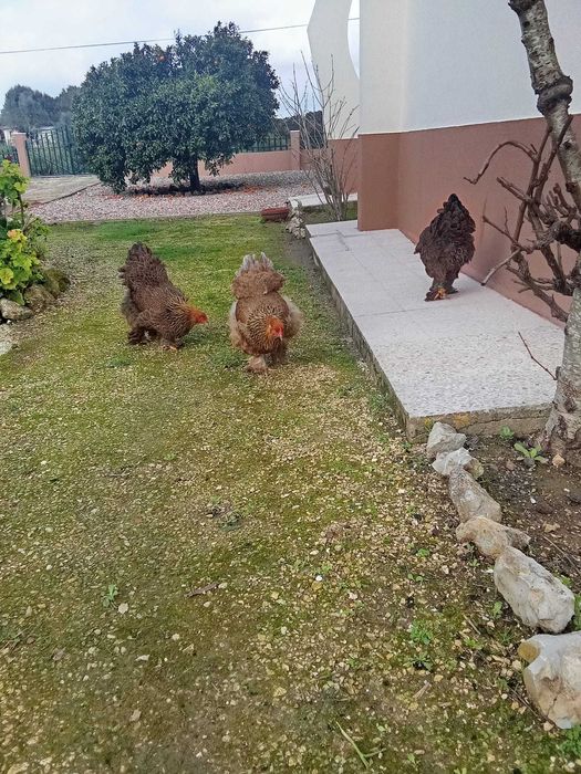 Ovos férteis galados incubação incubar brahma perdiz dourado e azul