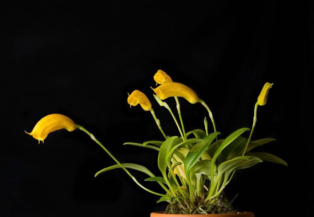 Орхідея Масдевалія (Masdevallia Mendozae f. xanthina) кущ
