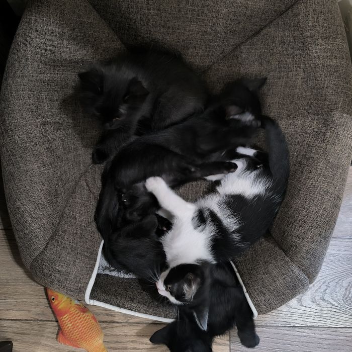 Віддам кошенят ,хлопчики