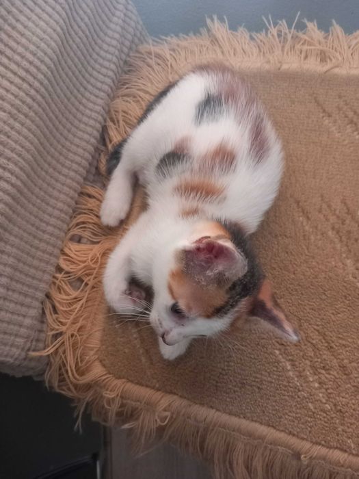 Gatinhos para adopção responsável